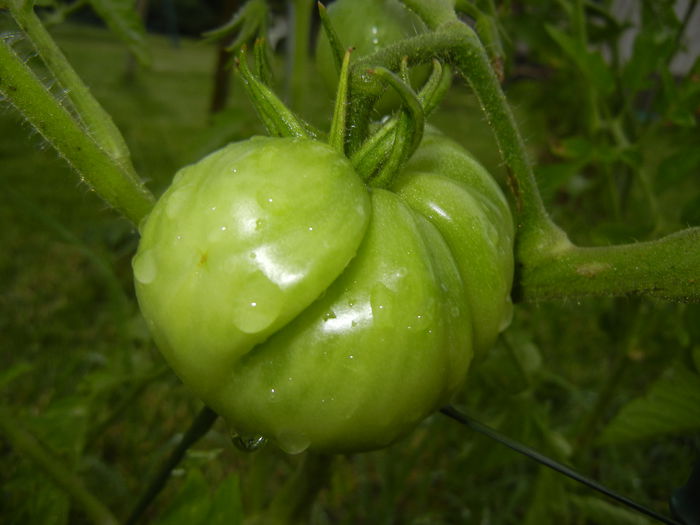 Tomato Rose de Berne (2014, June 23) - Tomato Rose de Berne