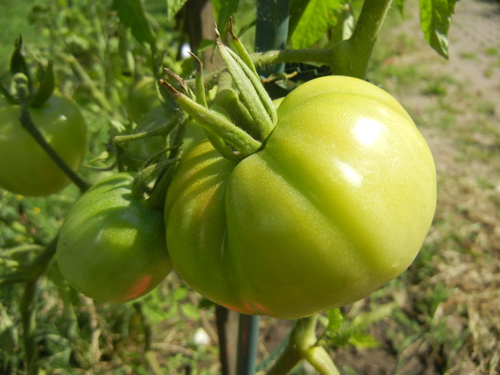 Tomato Rose de Berne (2014, July 19) - Tomato Rose de Berne
