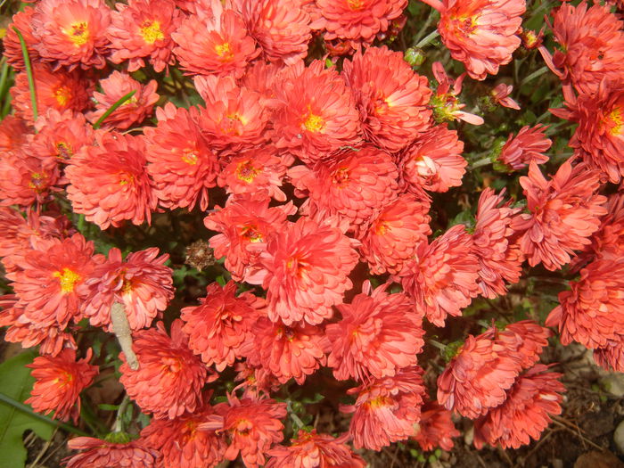 Terracotta Chrysanth (2014, Oct.17)