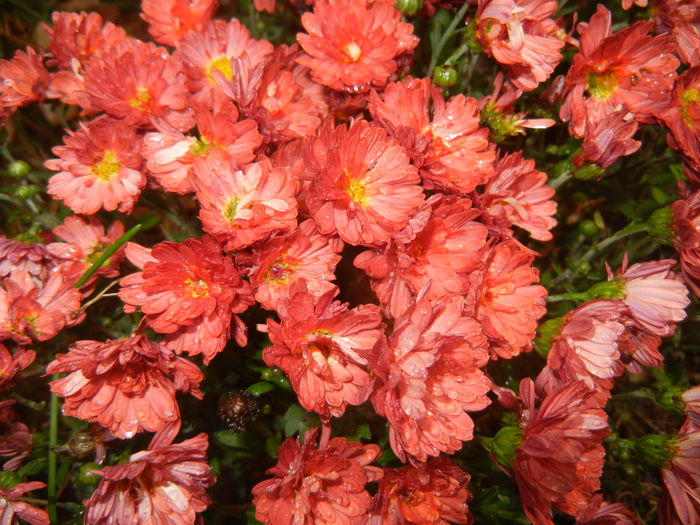 Terracotta Chrysanth (2014, Oct.18)