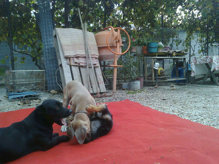 058 - Paza si protectie