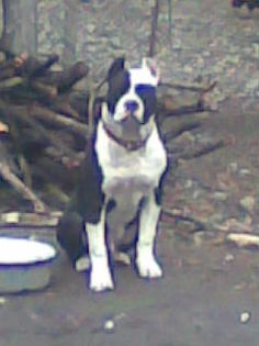 Imag001.a - A Oscar mascul amstaff