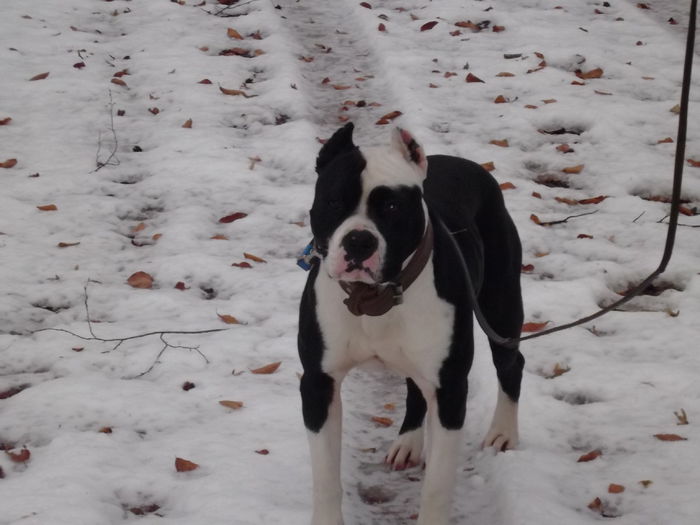 DSCF0471 - A Oscar mascul amstaff