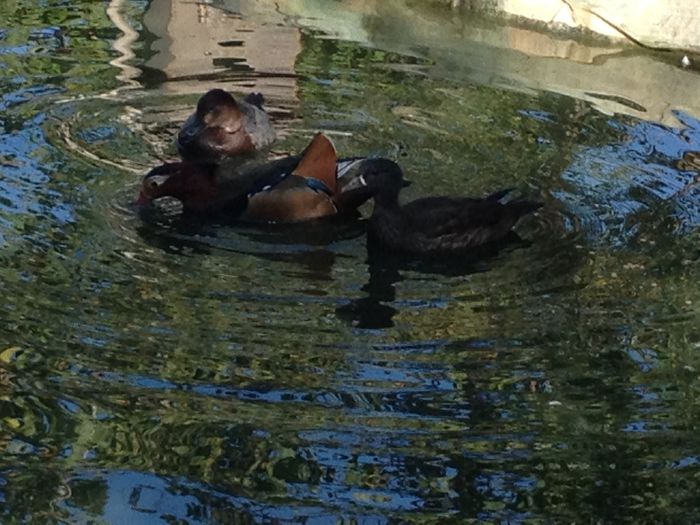 Mandarine negre - RATE EXOTICE-exotic ducks