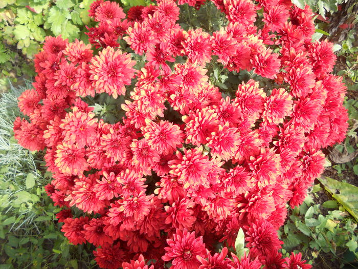 DSCN7654 - 4 - 22 Octombrie 2014