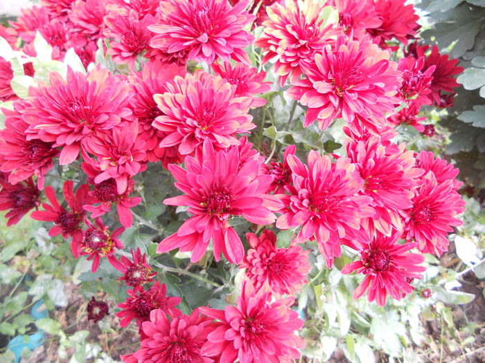 DSCN7656 - 4 - 22 Octombrie 2014