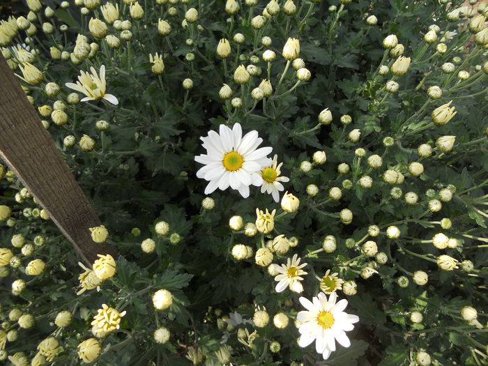 DSCN7669 - 4 - 22 Octombrie 2014