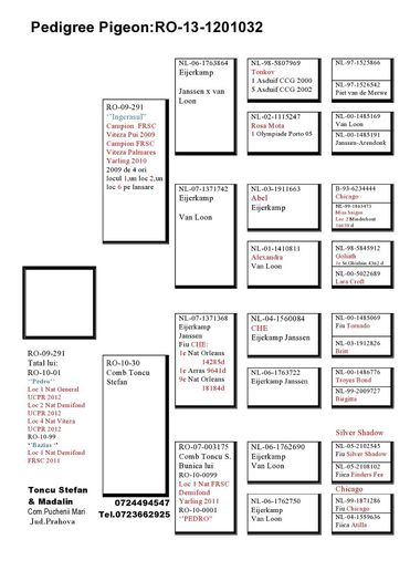 Toncu-Stefan-RO-1201032-2013-M-pedigree - Perechea nr 6