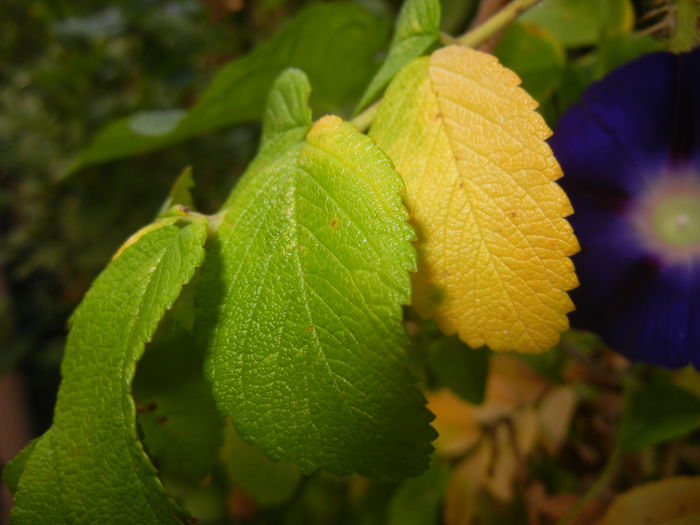 Autumn Colors (2014, September 25)