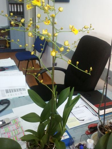 CAM00701 - oncidium