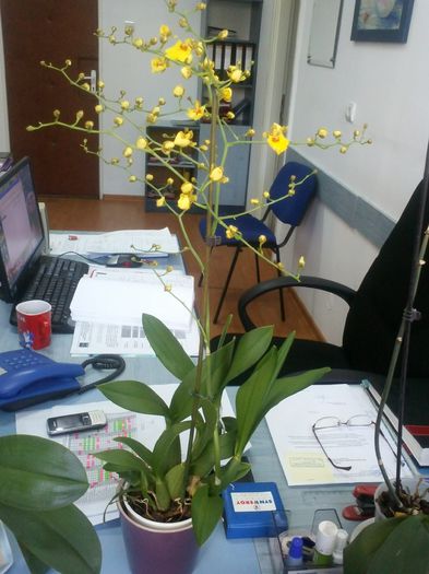 CAM00702 - oncidium