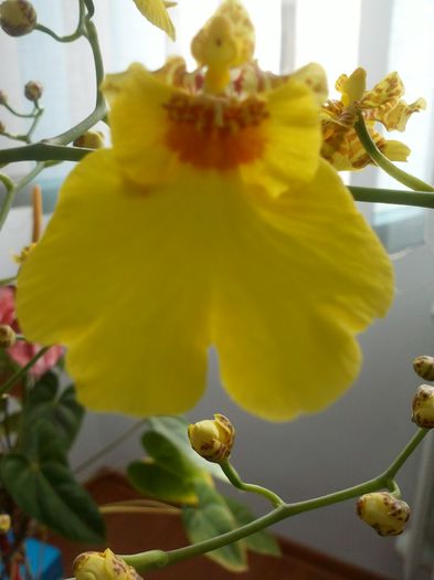 CAM00703 - oncidium