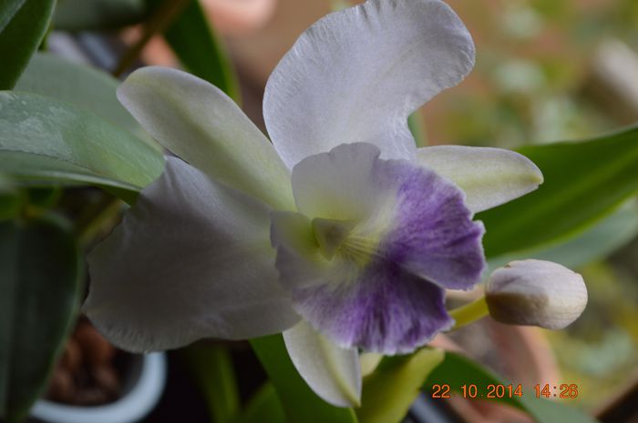 DSC_1058 - Cattleya-Epicattleya-Laelia