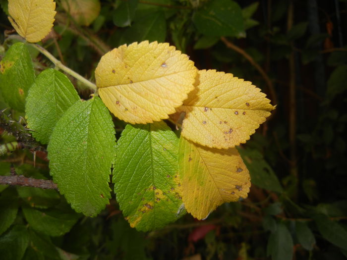 Autumn Colors (2014, September 25)