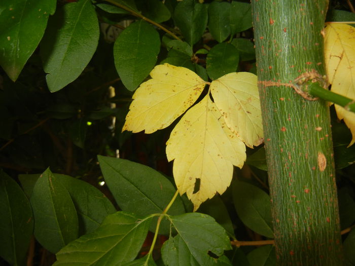 Autumn Colors (2014, September 25)