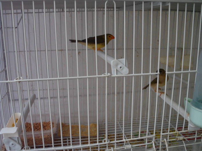 HPIM0391 - Star finch -binseni !!! NU MAI DETIN ACEASTA SPECIE!!!!