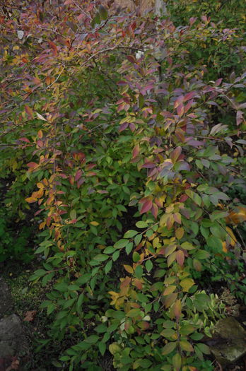 forsythia toamna - Gradina mea