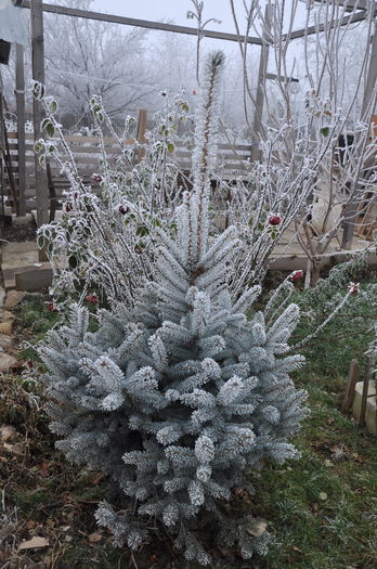 picea argentea - Gradina mea