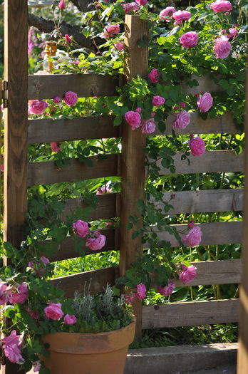 louise odier - Gradina mea