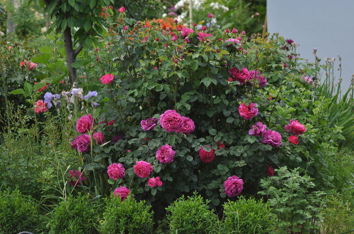 othello - Gradina mea