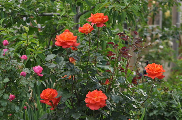 monika - Gradina mea