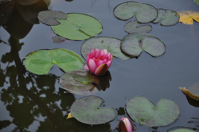 nufar roz - Gradina mea