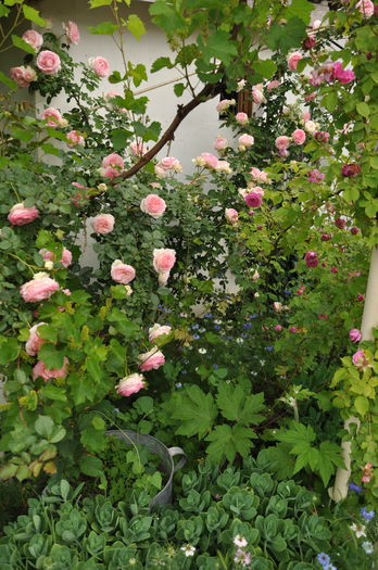 eden si anemone japonica - Gradina mea