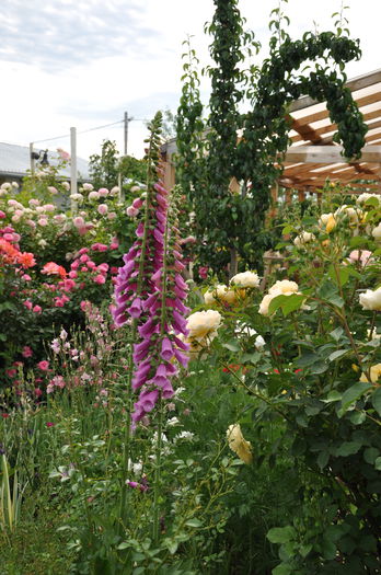 digitalis purpurea - Gradina mea