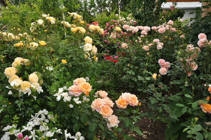 graham thomas si altii - Gradina mea