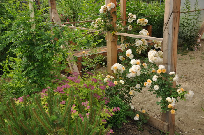 ghislaine de feligonde - Gradina mea
