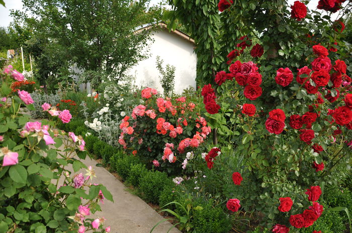  - Gradina mea