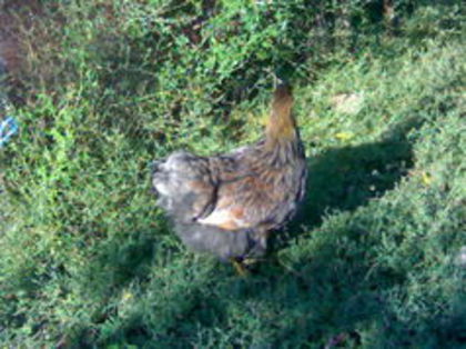 98837081_OAYTMDU - 3- Pui de gaina