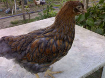 97551288_SDZMHCY3 - 3- Pui de gaina