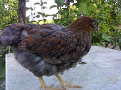 97551302_VCDAQUH3