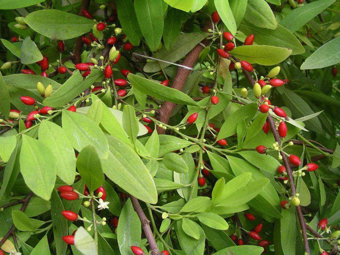 Erythroxylum ipadu - ao-alte seminte rare