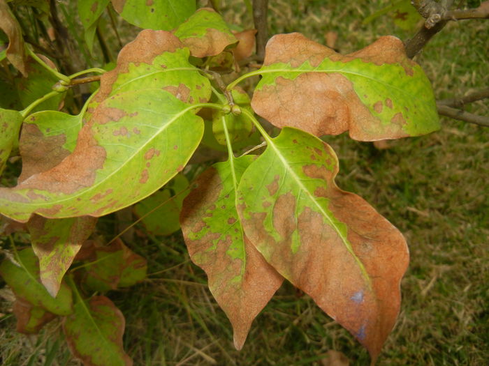 Autumn Colors (2014, October 02)