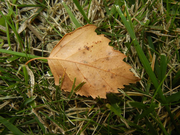 Autumn Colors (2014, October 02)