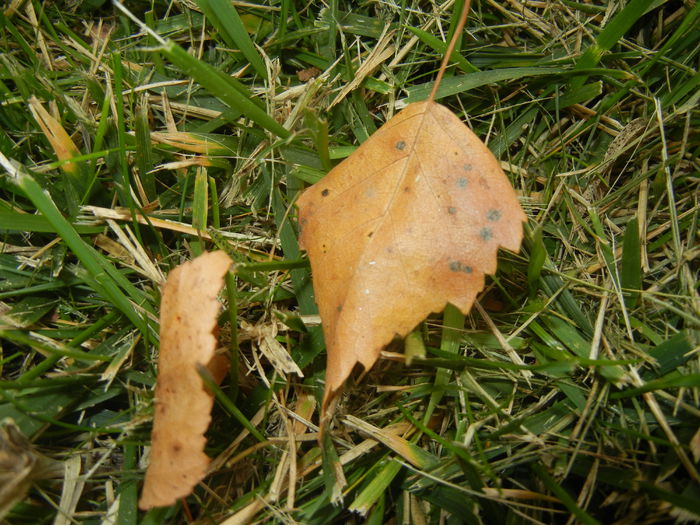 Autumn Colors (2014, October 02)