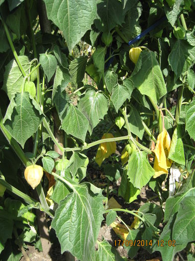 Picture 2659 - 3 PHYSALIS PERUVIANA