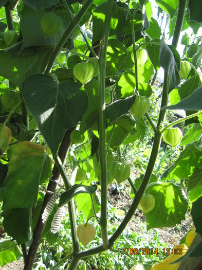 Picture 2664 - 3 PHYSALIS PERUVIANA