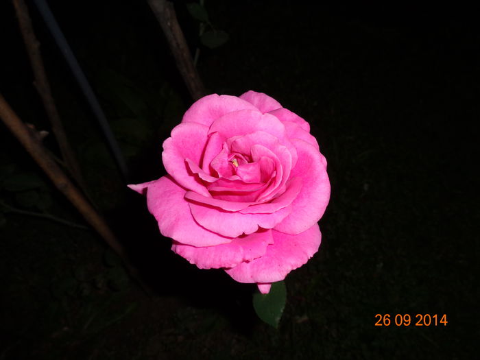 DSC00054 - Trandafiri