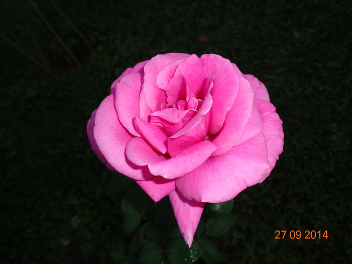 DSC00076 - Trandafiri