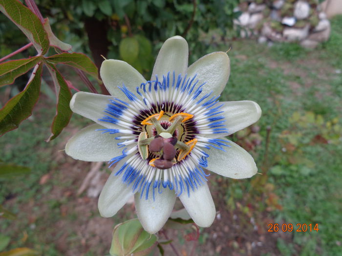 DSC00041 - Floarea pasiunii