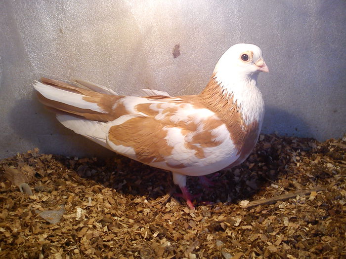 moriscara linia veche