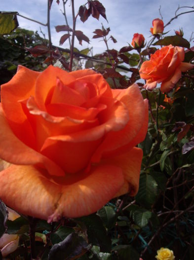 IMGP7541 - flori si trandafiri - 2014  -1