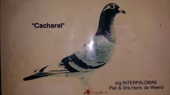 Cacharel - Ascendentii celebri ai porumbeilor mei