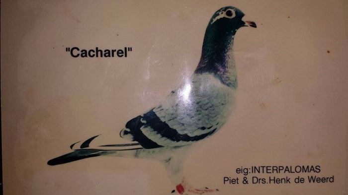 Cacharel