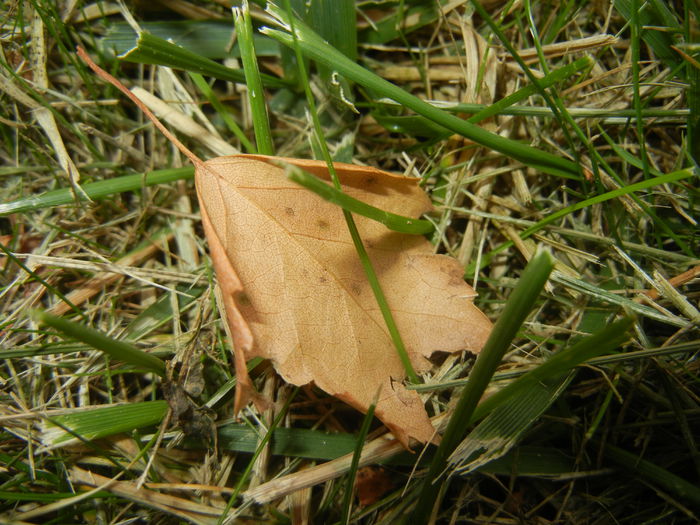 Autumn Colors (2014, October 02)