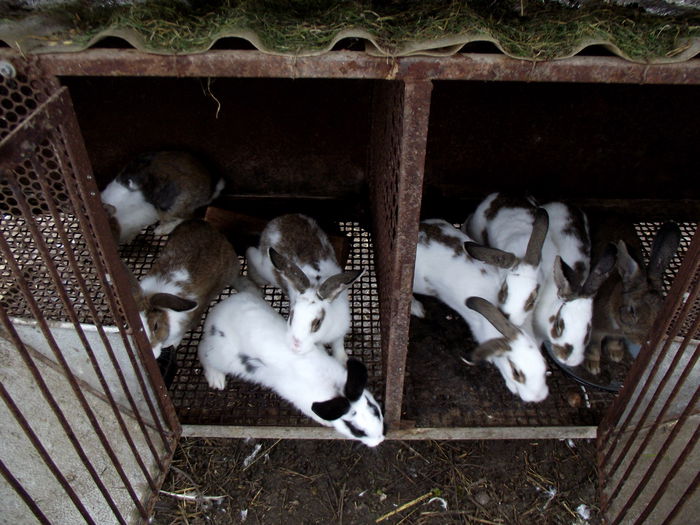 tineret femele 2 compartimente