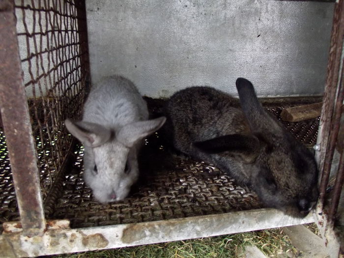 kiki si riki.cel gri e femela,cel negru mascul.2 puiuti tineri, ramasi de la un cuib mai tarziu,au s